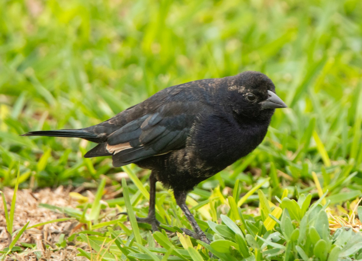 Scrub Blackbird - ML622181030