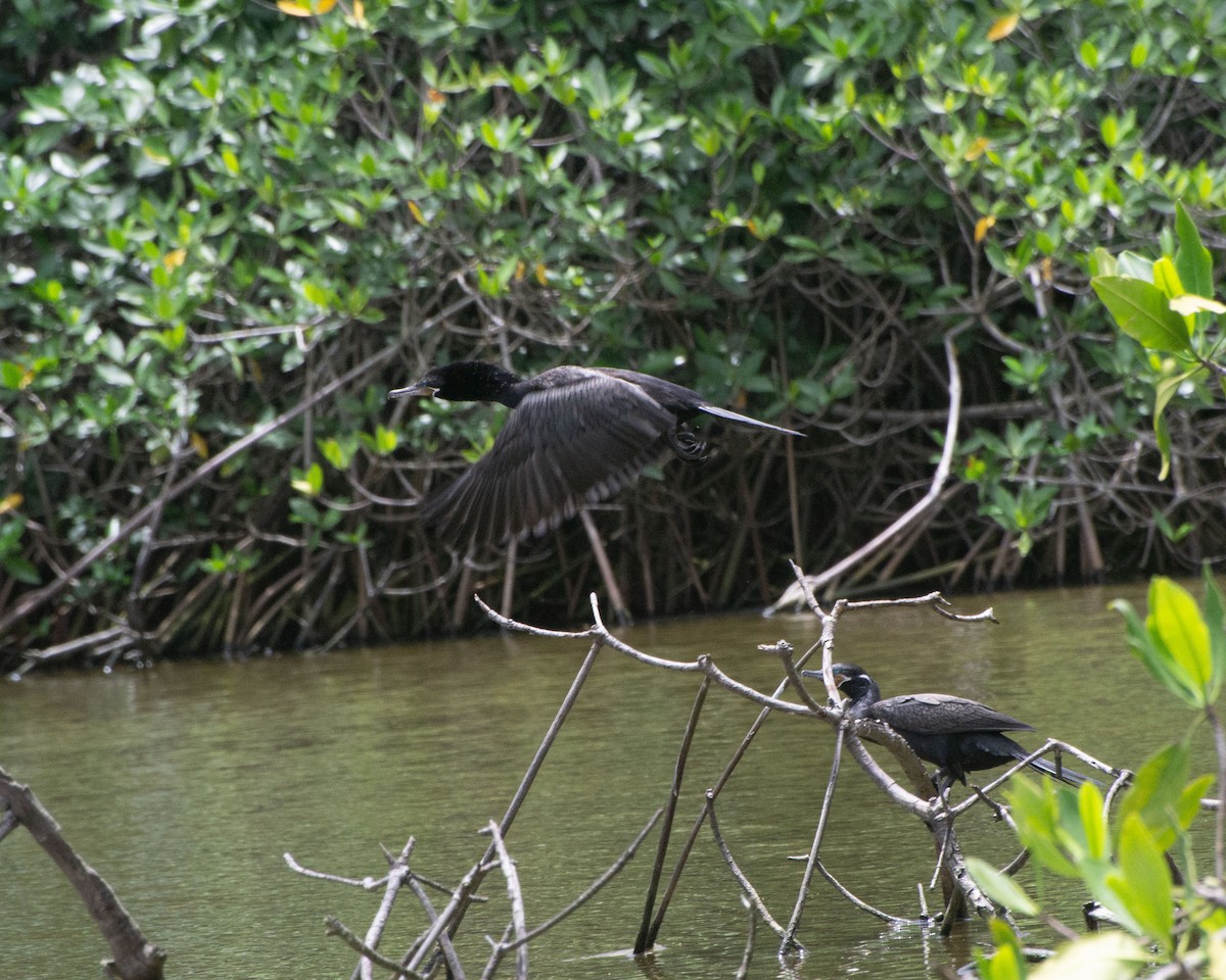 Neotropic Cormorant - ML622181034