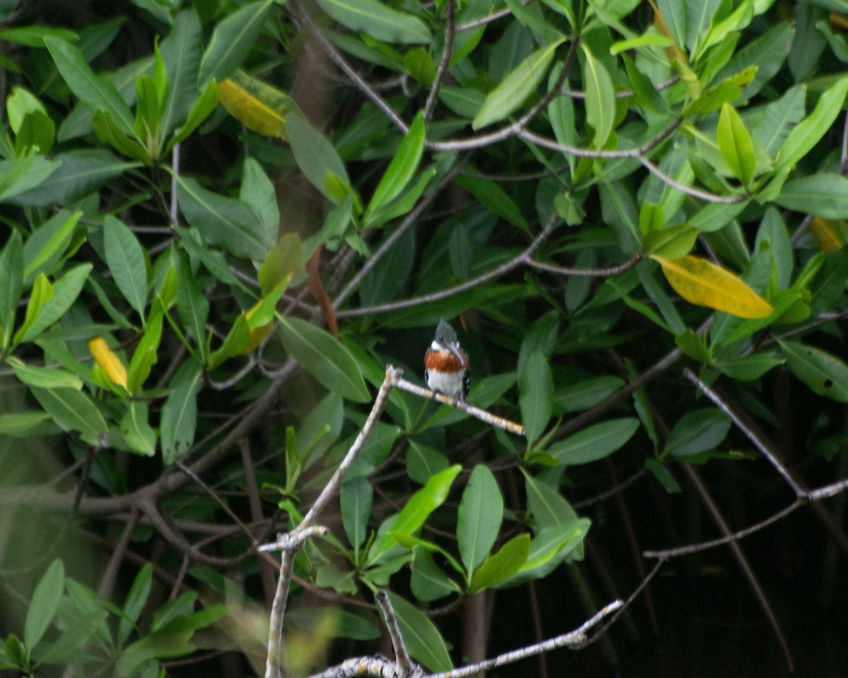 Green Kingfisher - ML622181039