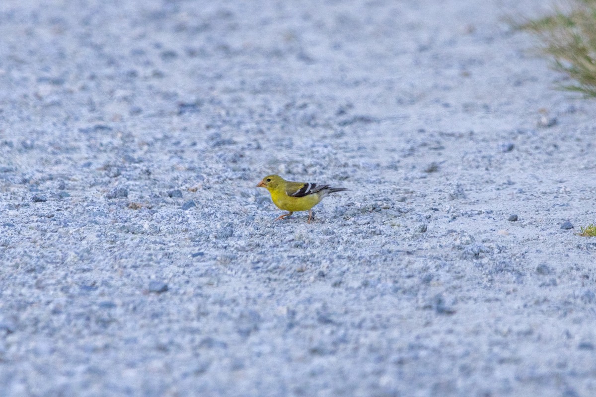 American Goldfinch - ML622181041