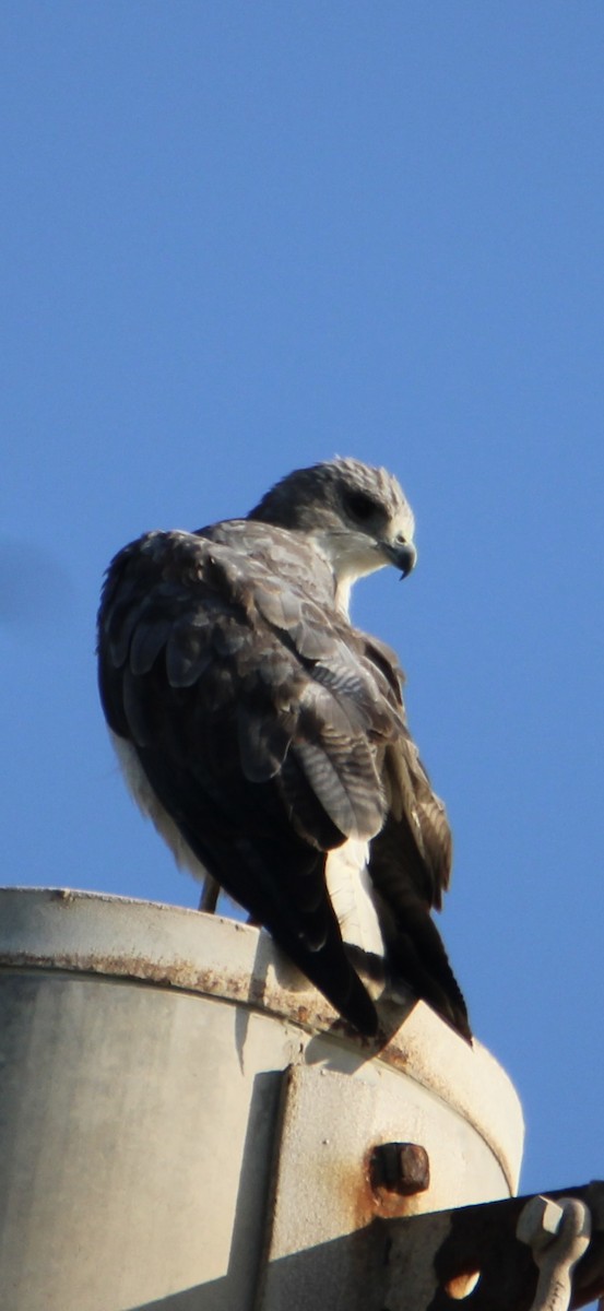 White-tailed Hawk - ML622181043