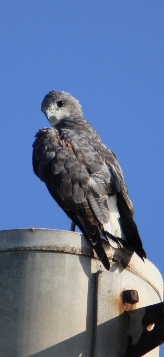 White-tailed Hawk - ML622181045