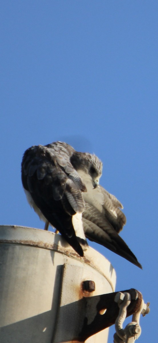 White-tailed Hawk - Ryan Giordanelli