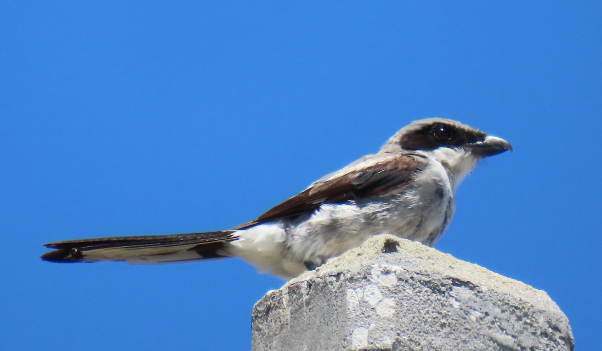 Loggerhead Shrike - Heather Buttonow