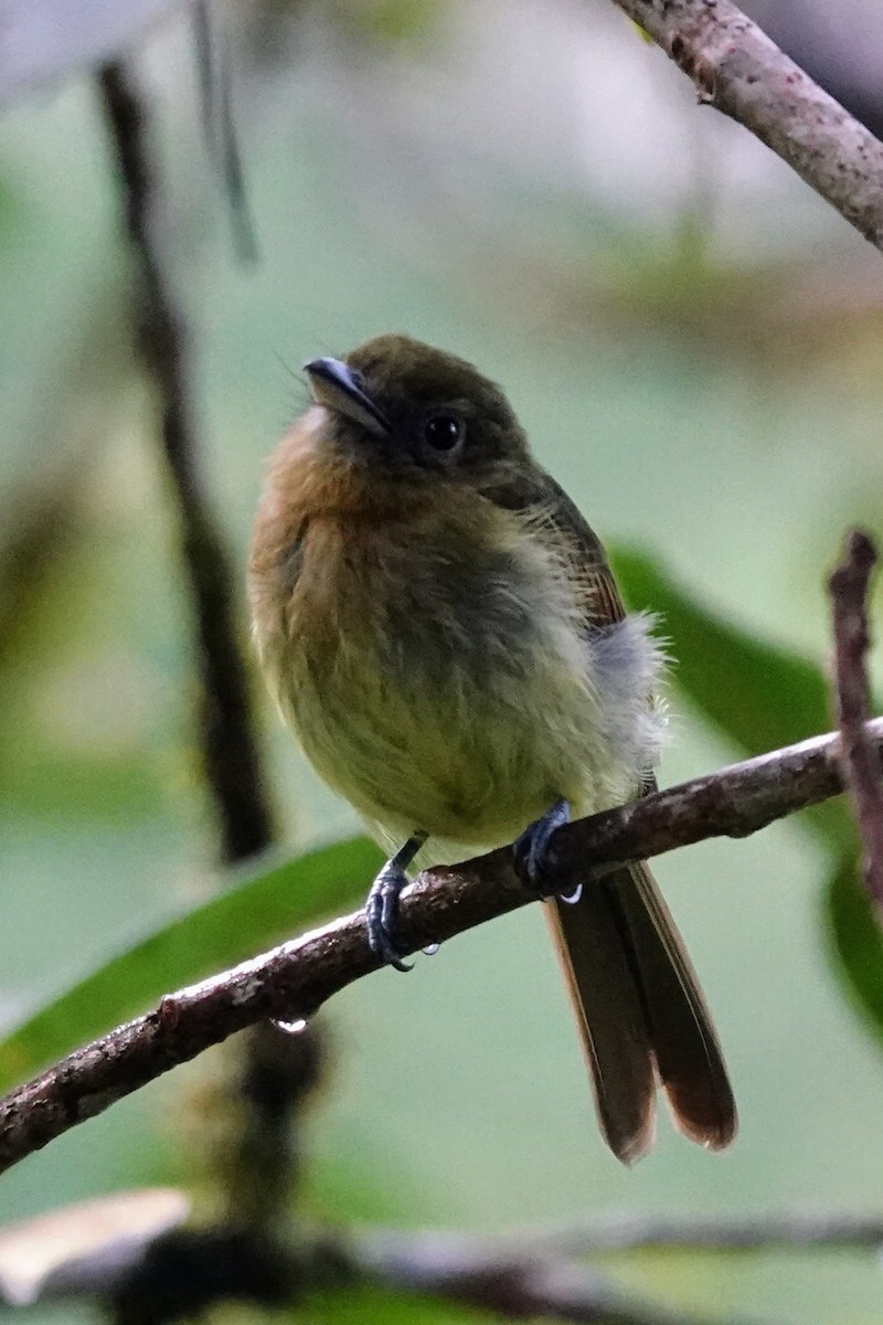 Fulvous-breasted Flatbill - ML622181051