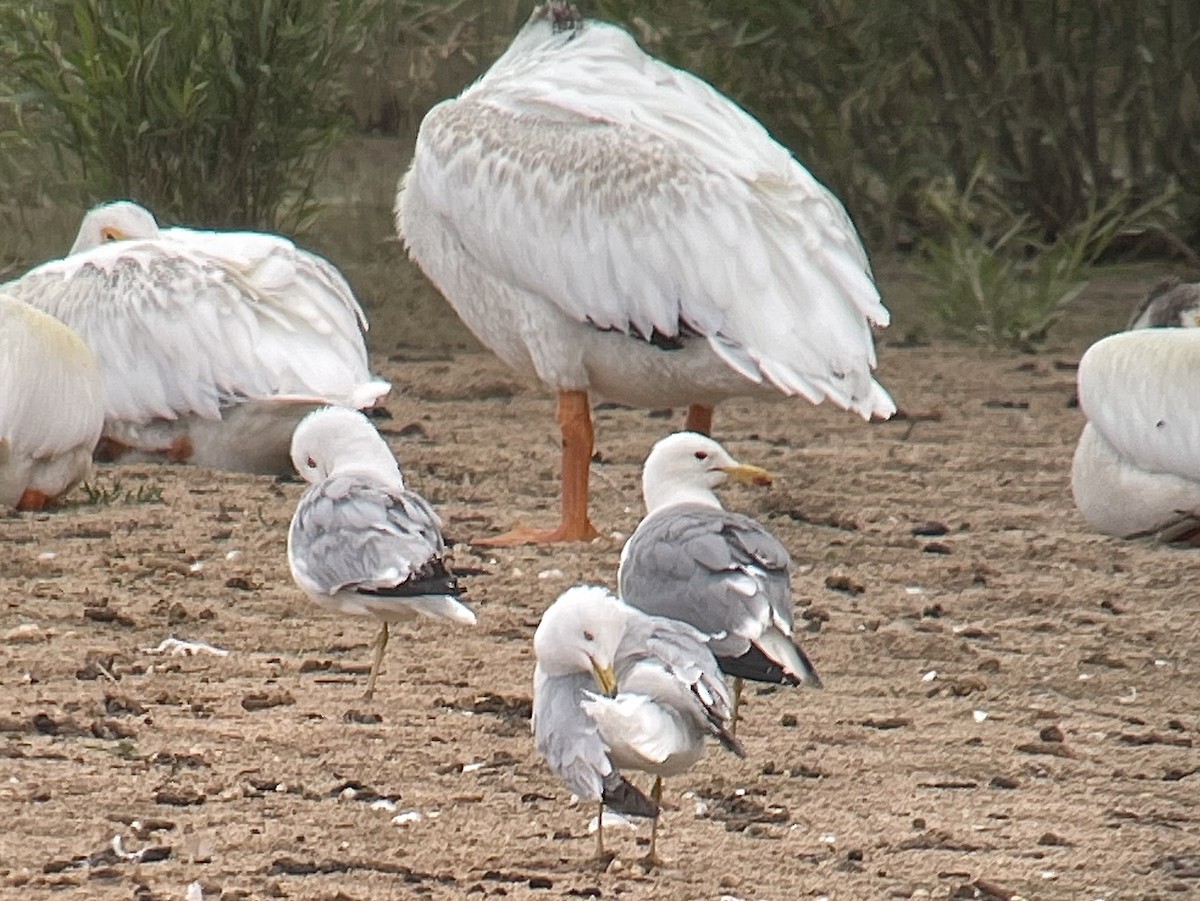 California Gull - ML622181053