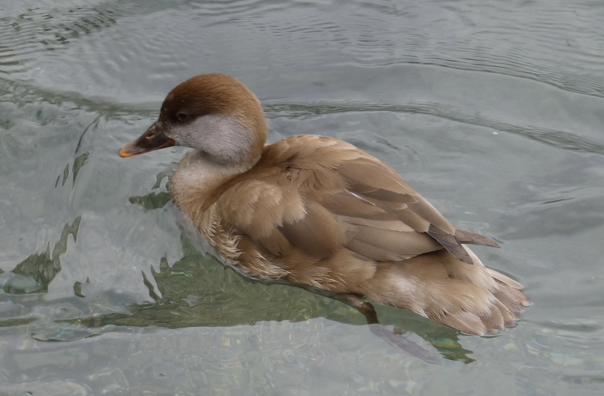 Red-crested Pochard - Kirra Loves Cats