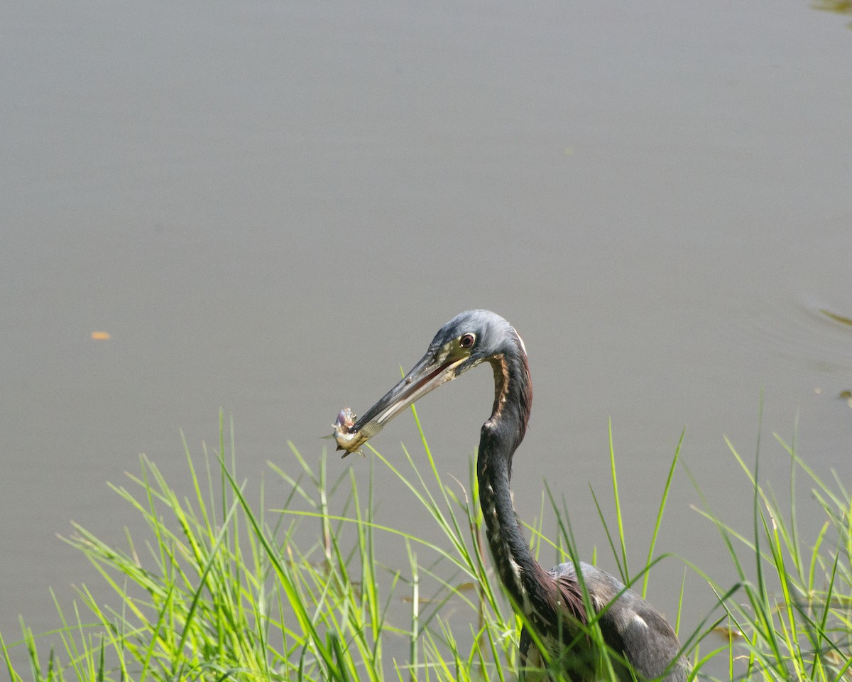 Tricolored Heron - ML622181118