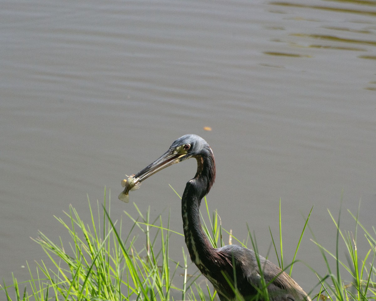 Tricolored Heron - ML622181119