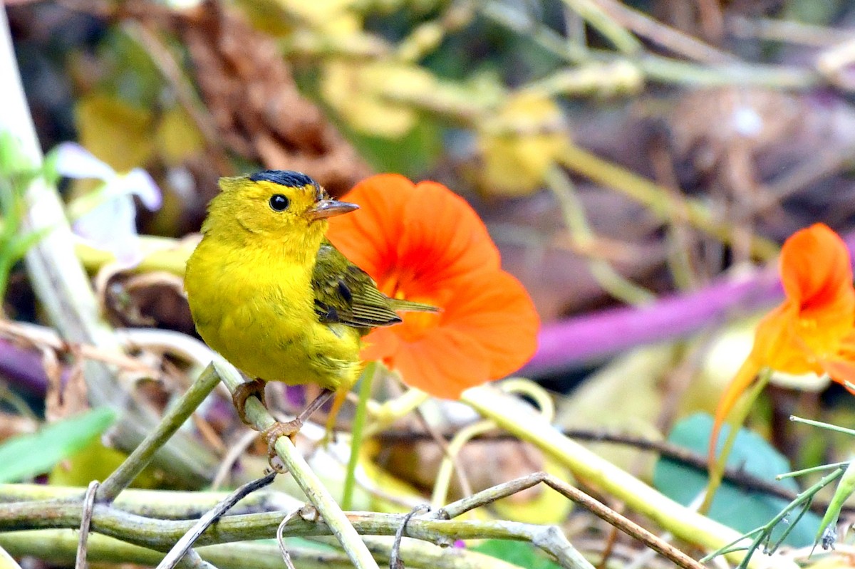 Wilson's Warbler - ML622181147