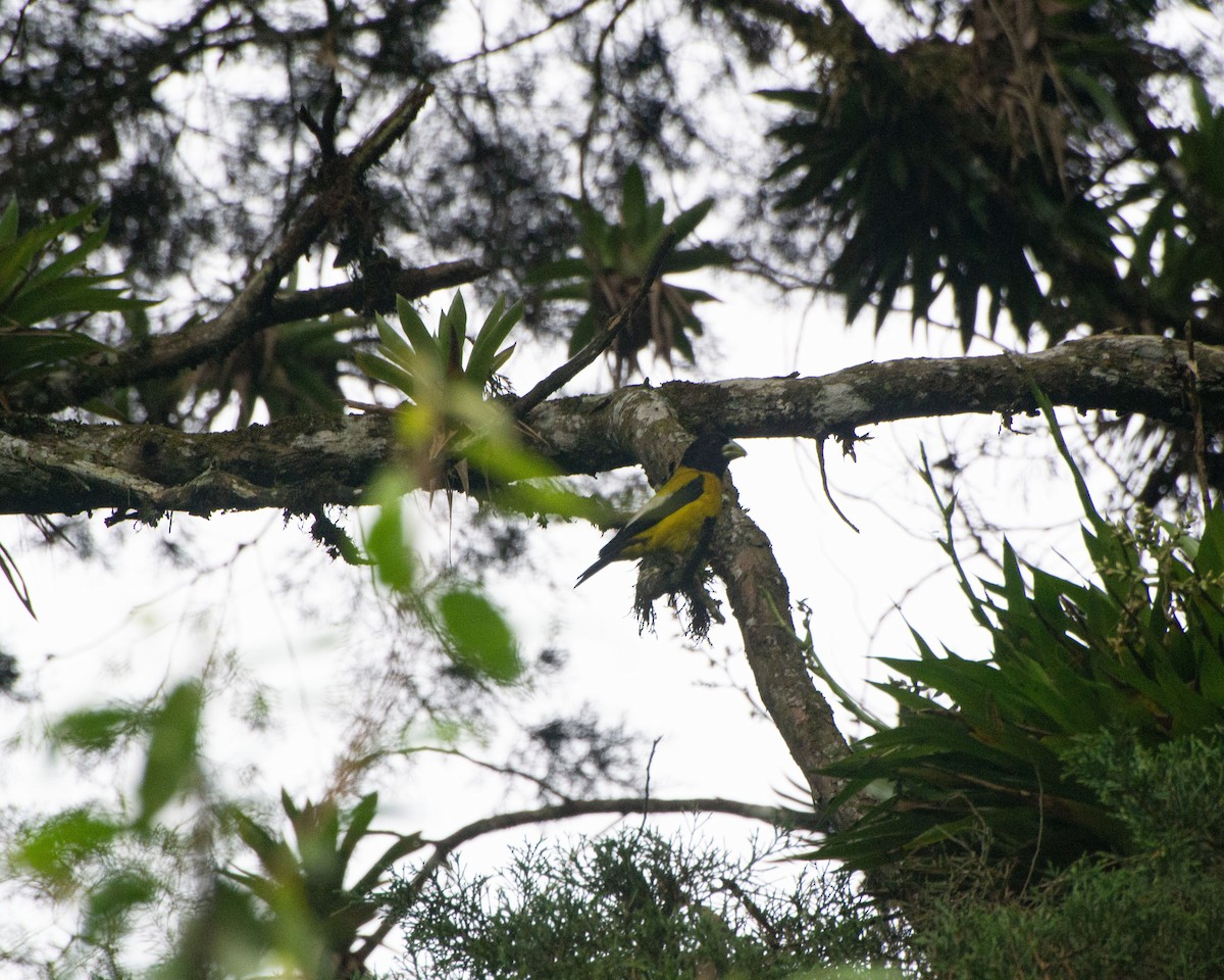 Hooded Grosbeak - ML622181172