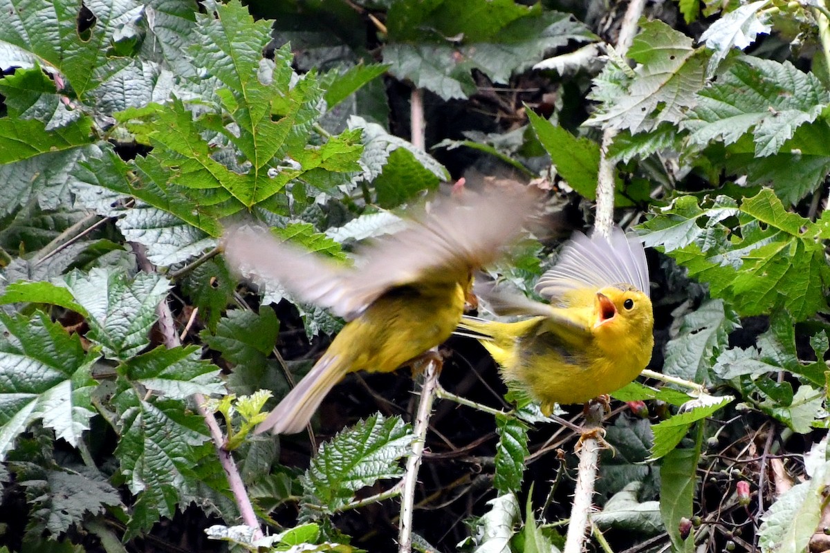 Wilson's Warbler - ML622181192