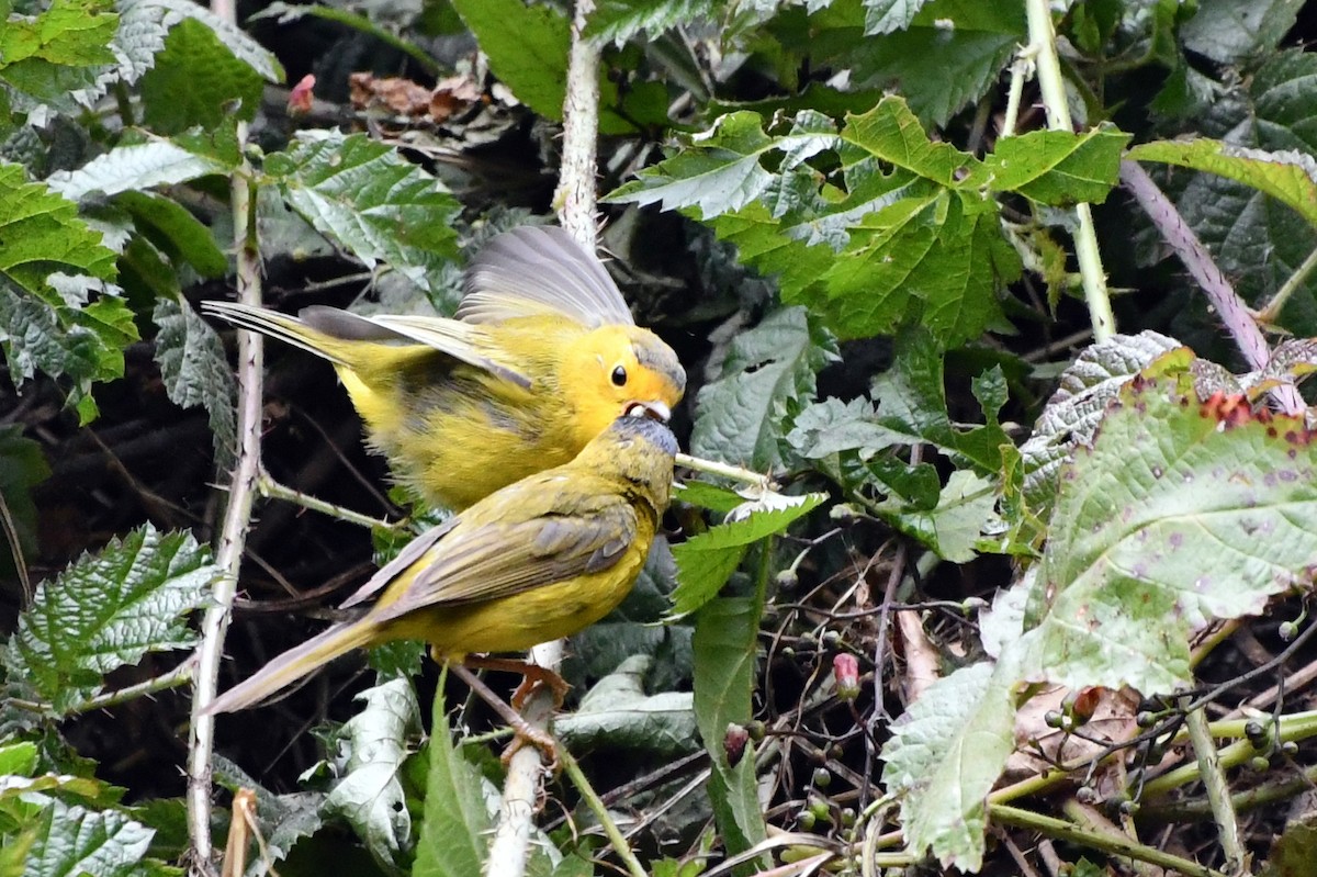 Wilson's Warbler - ML622181193