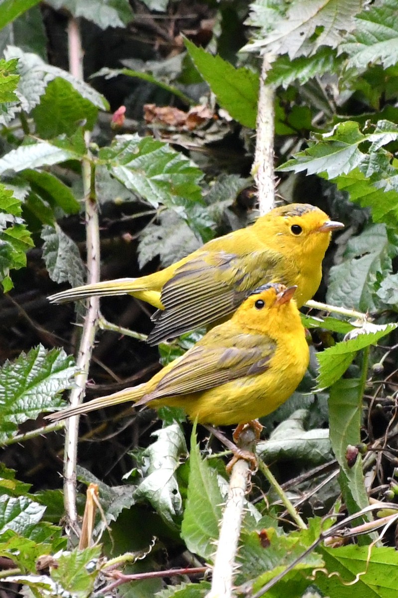 Wilson's Warbler - ML622181239