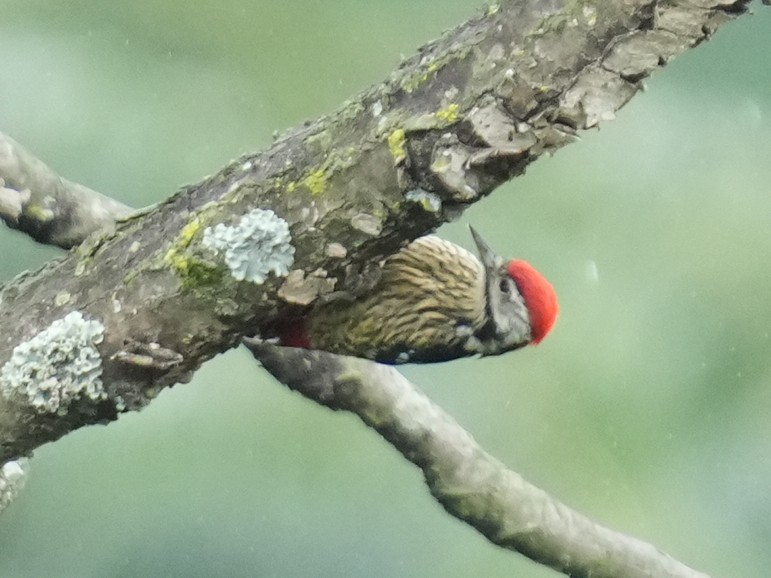 Stripe-breasted Woodpecker - ML622181275