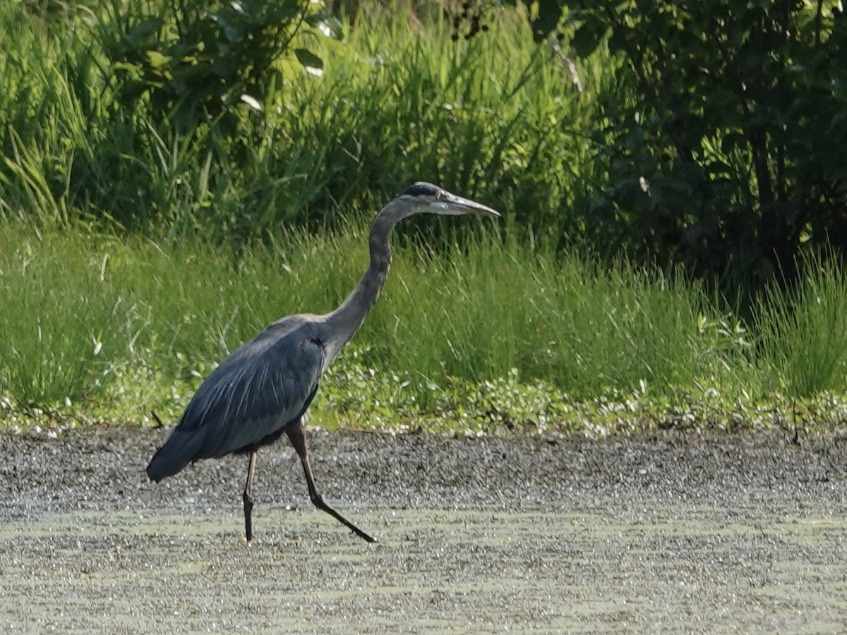 Great Blue Heron - ML622181294