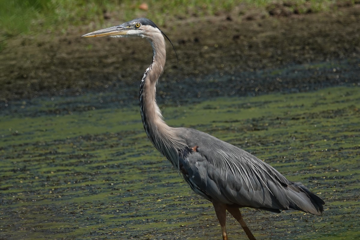 Great Blue Heron - ML622181297