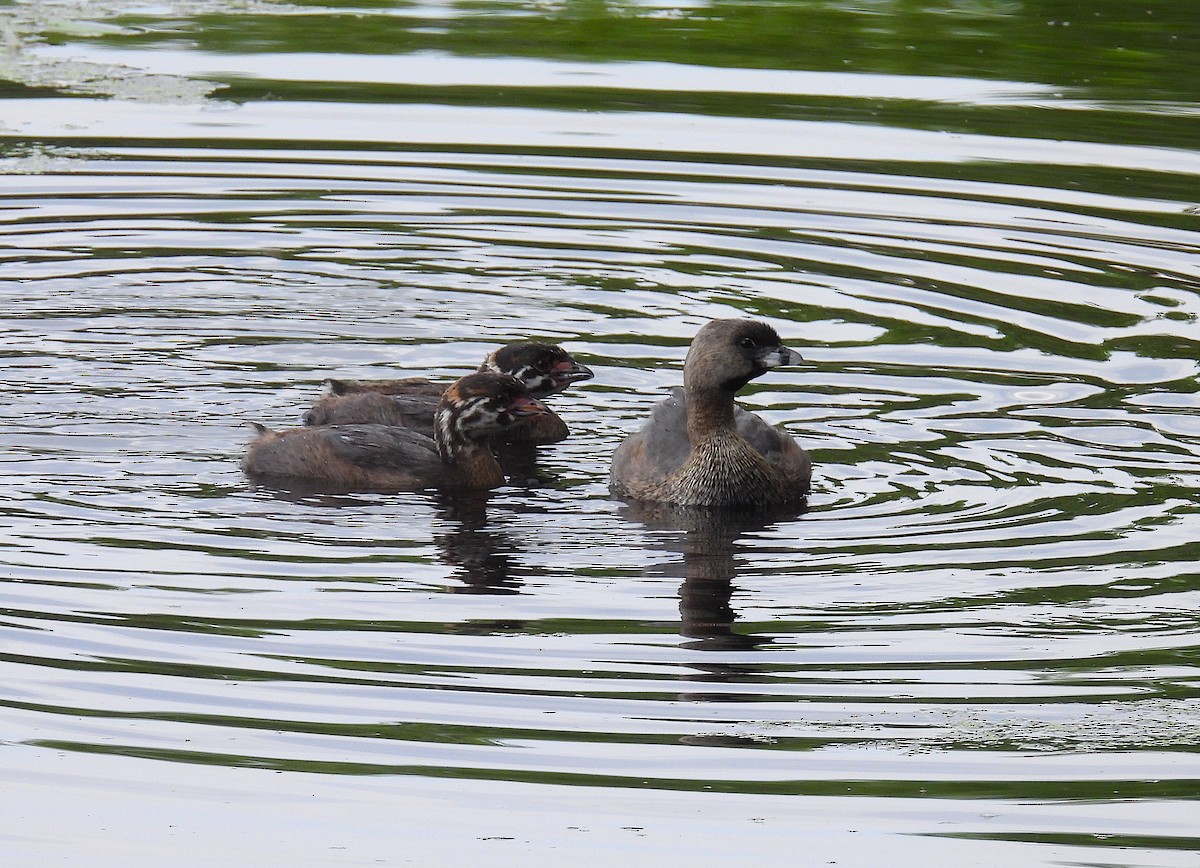 Pied-billed Grebe - ML622181305