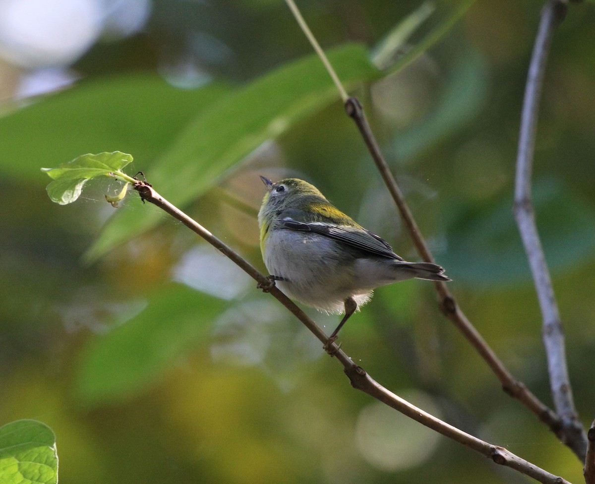 Northern Parula - ML622181309