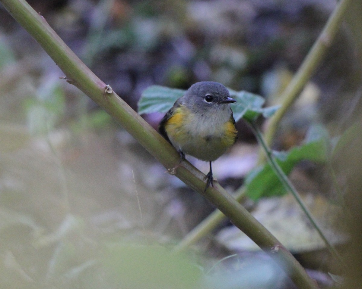 American Redstart - ML622181319