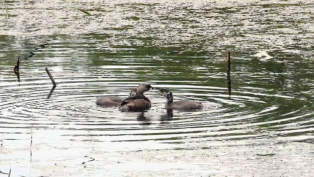 Pied-billed Grebe - ML622181321