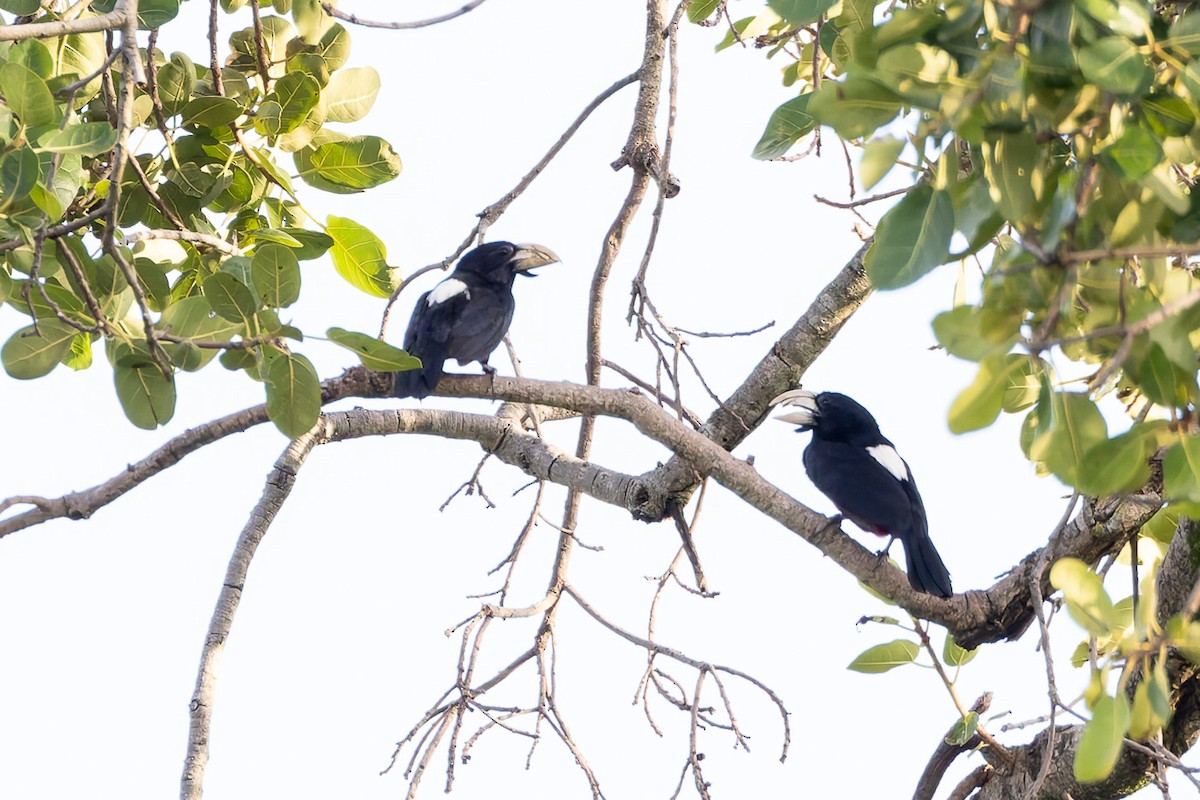 Black-breasted Barbet - Steve Popple