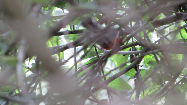 Slate-throated Redstart - ML622181432