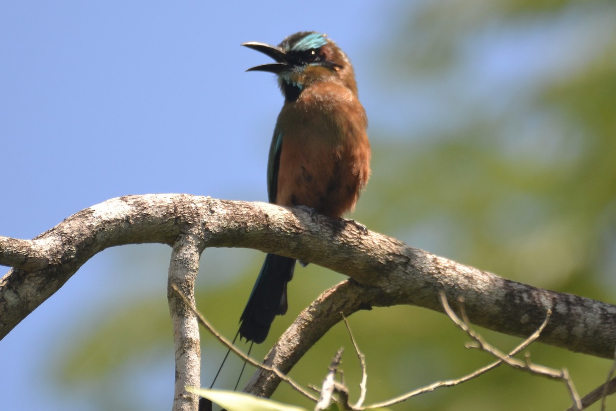 Motmot à sourcils bleus - ML622181508