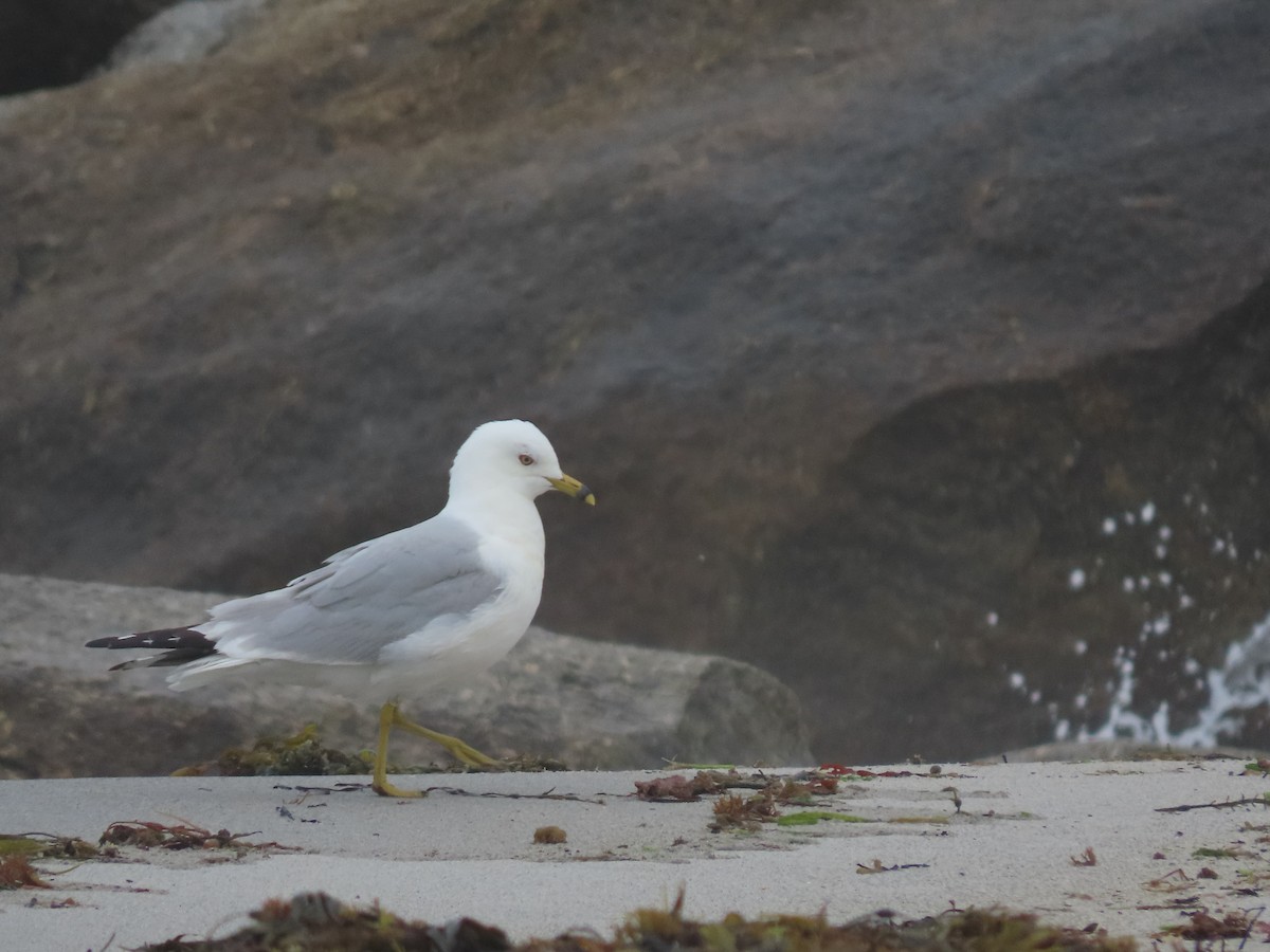 Ring-billed Gull - ML622181518