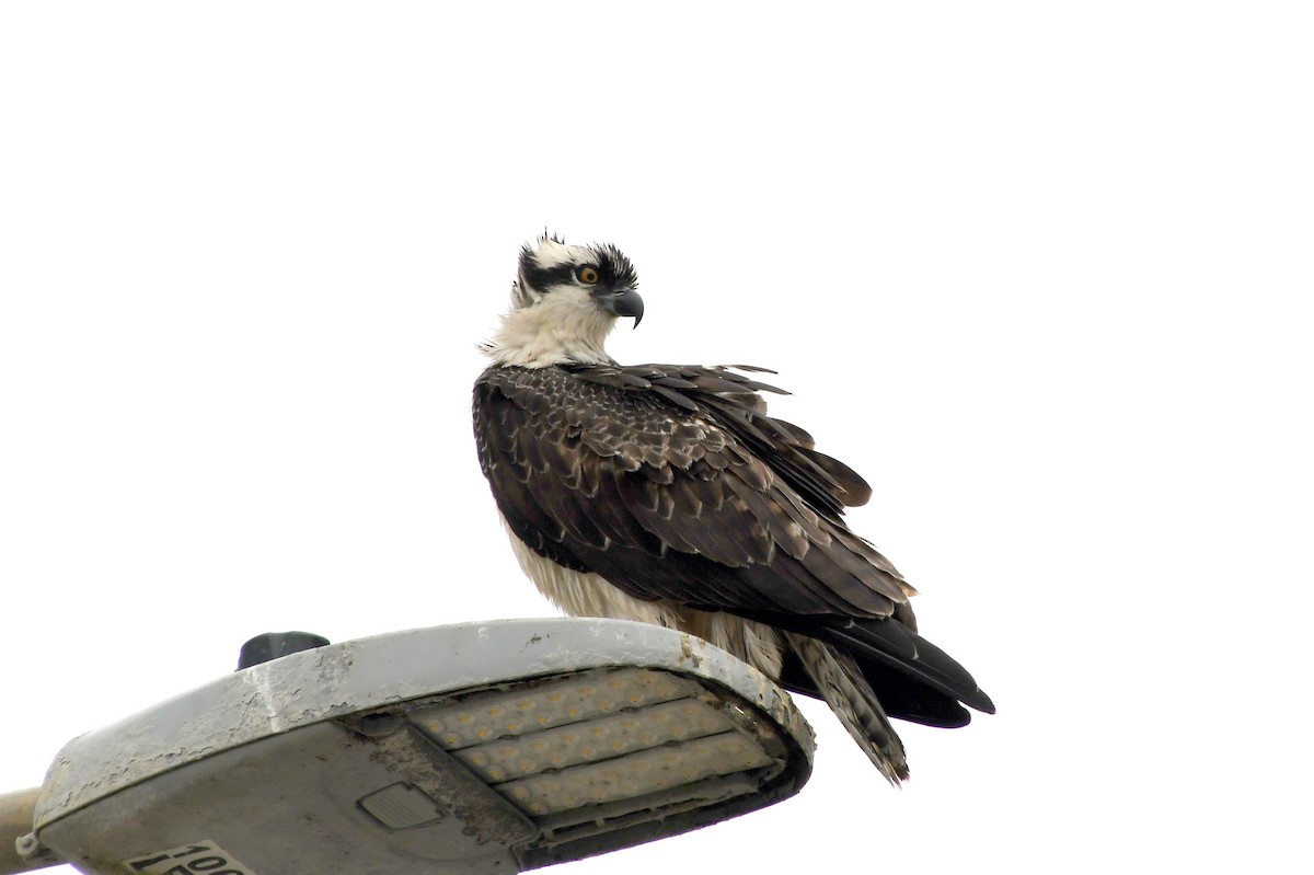 Osprey - ML622181533