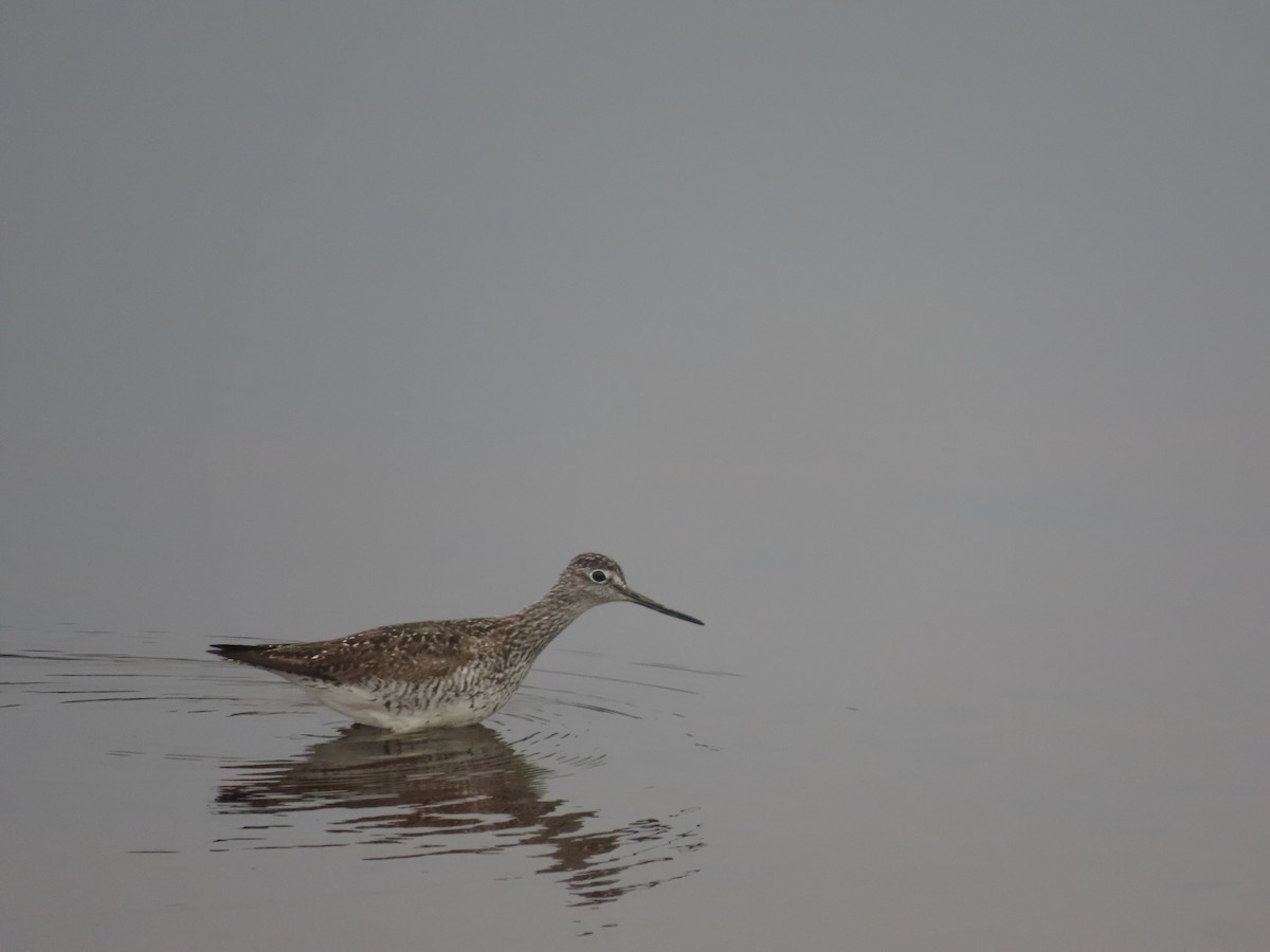 Greater Yellowlegs - ML622181543