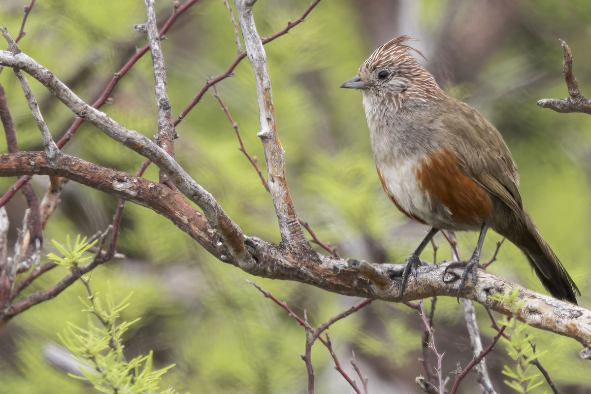 Crested Gallito - ML622181548