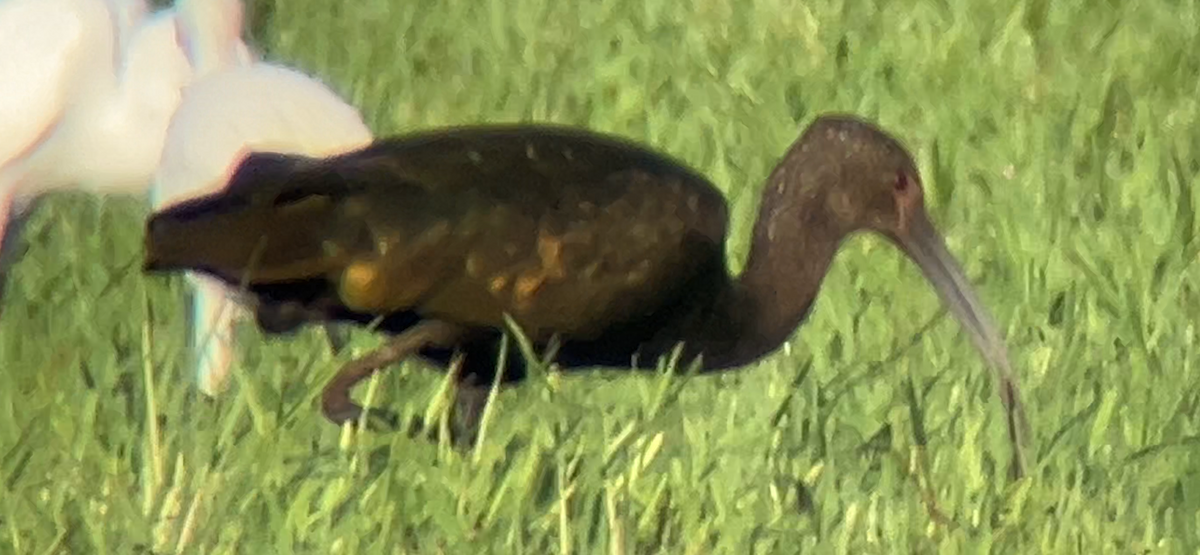 White-faced Ibis - ML622181552