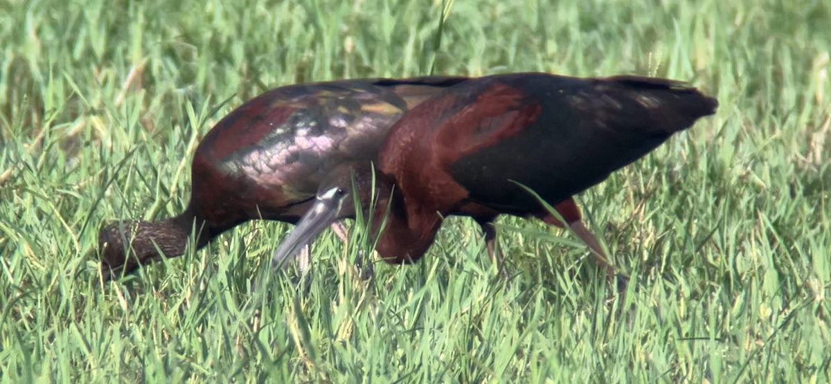 Glossy Ibis - ML622181554