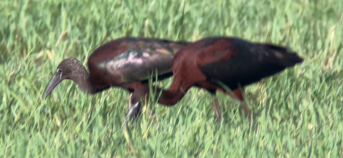 Glossy Ibis - ML622181555