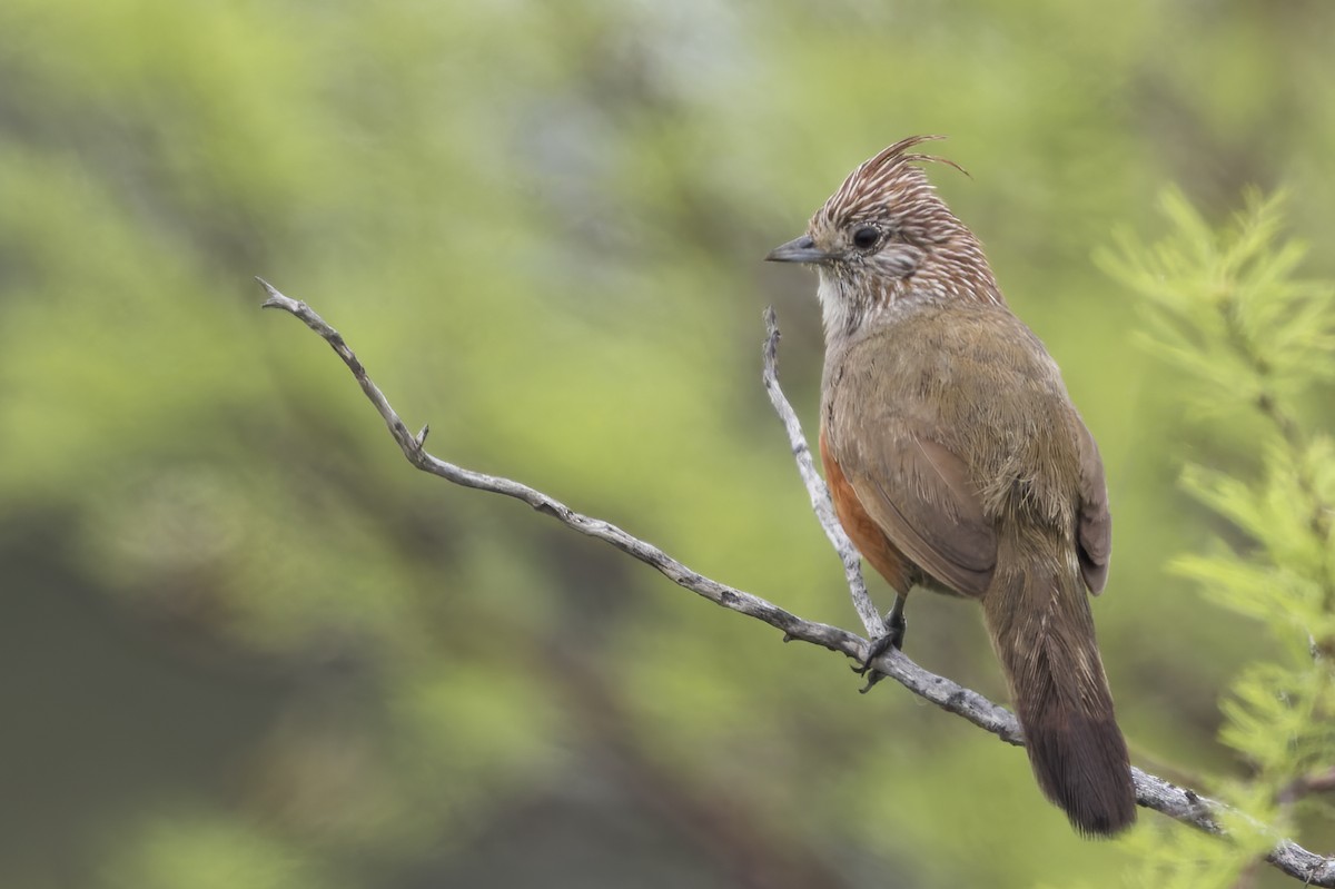 Crested Gallito - Dubi Shapiro