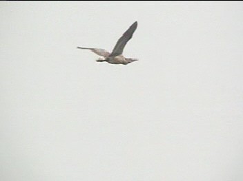 American Bittern - ML622181567