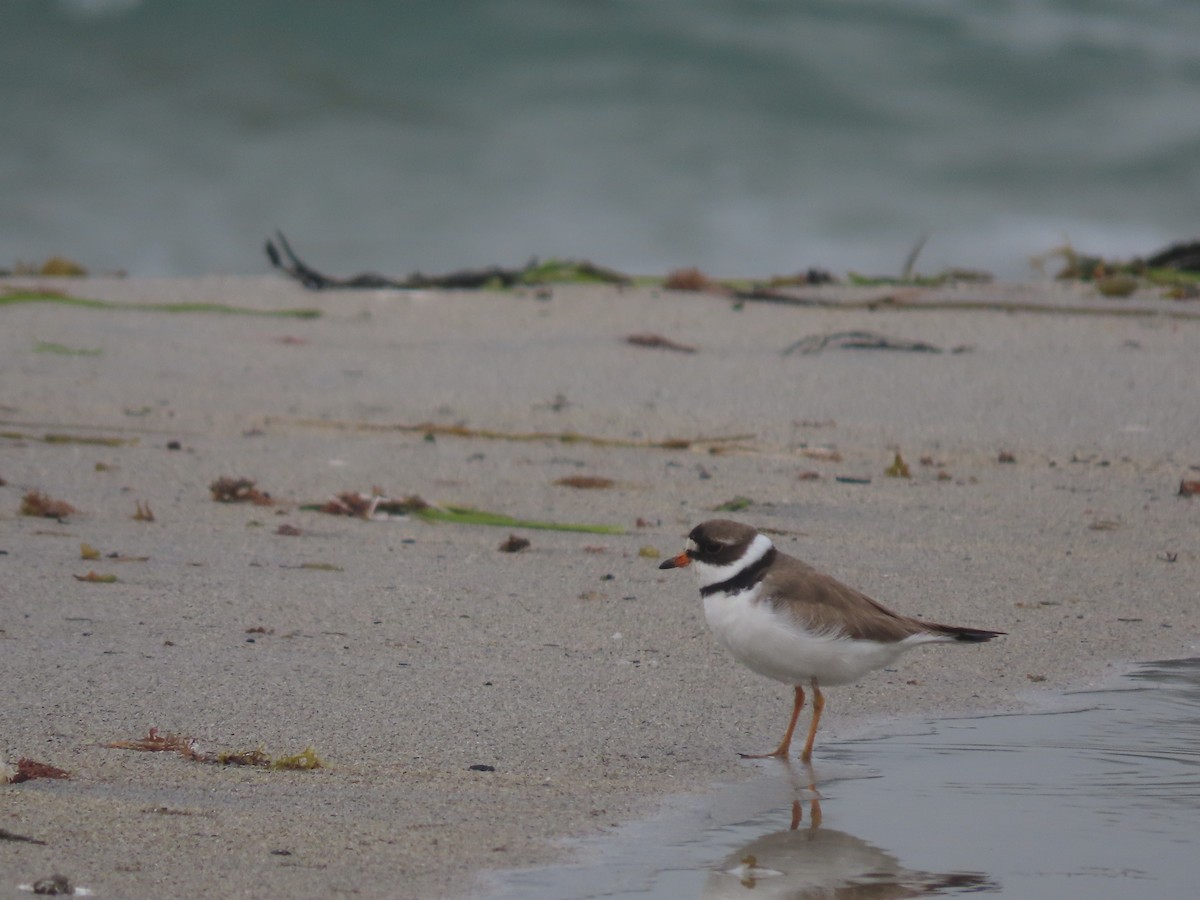 Semipalmated Plover - ML622181569