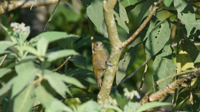 White-barred Piculet - ML622181609