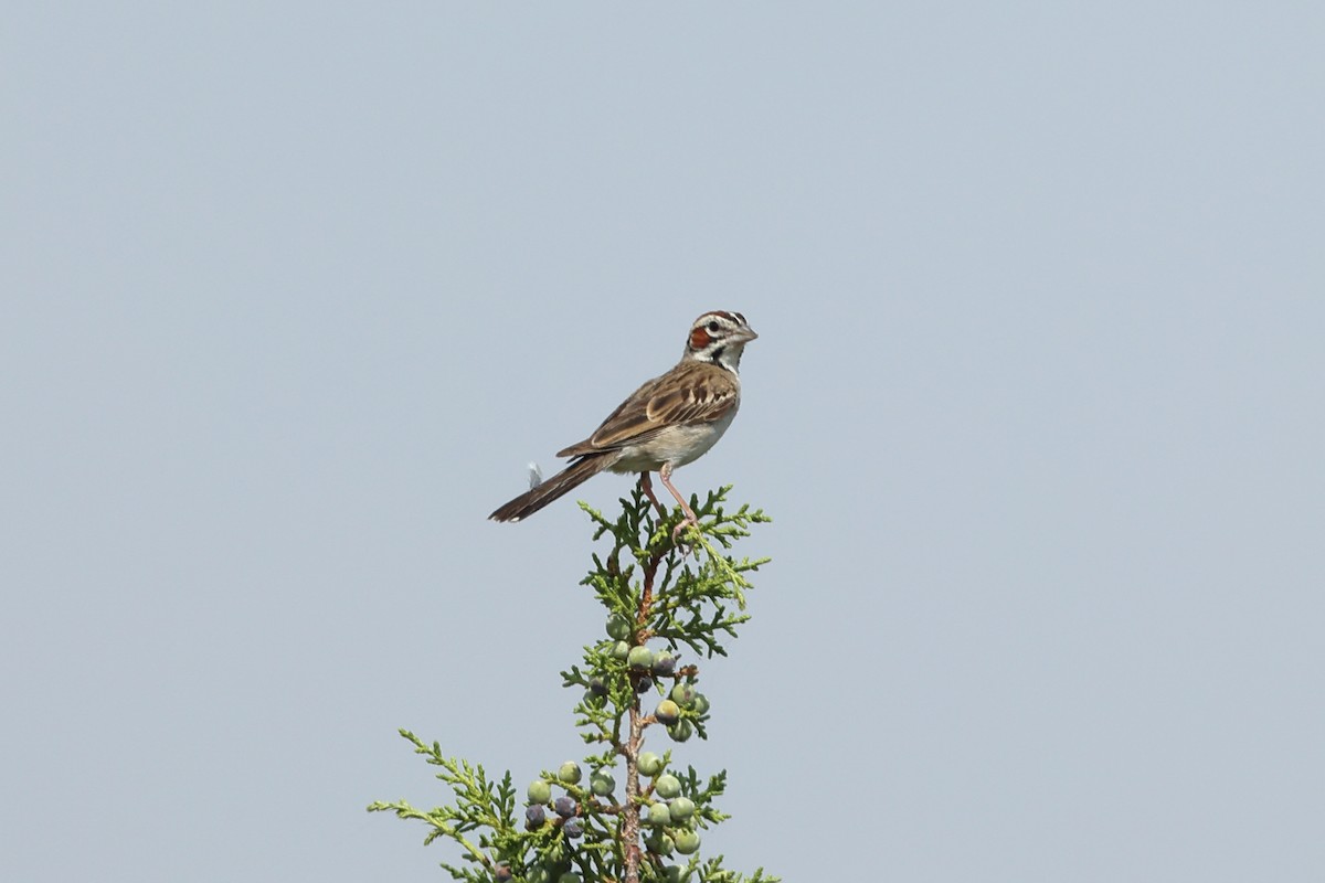 Lark Sparrow - ML622181613