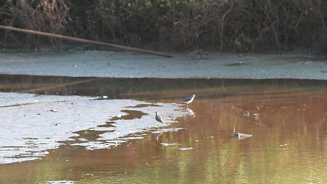 Solitary Sandpiper - ML622181618