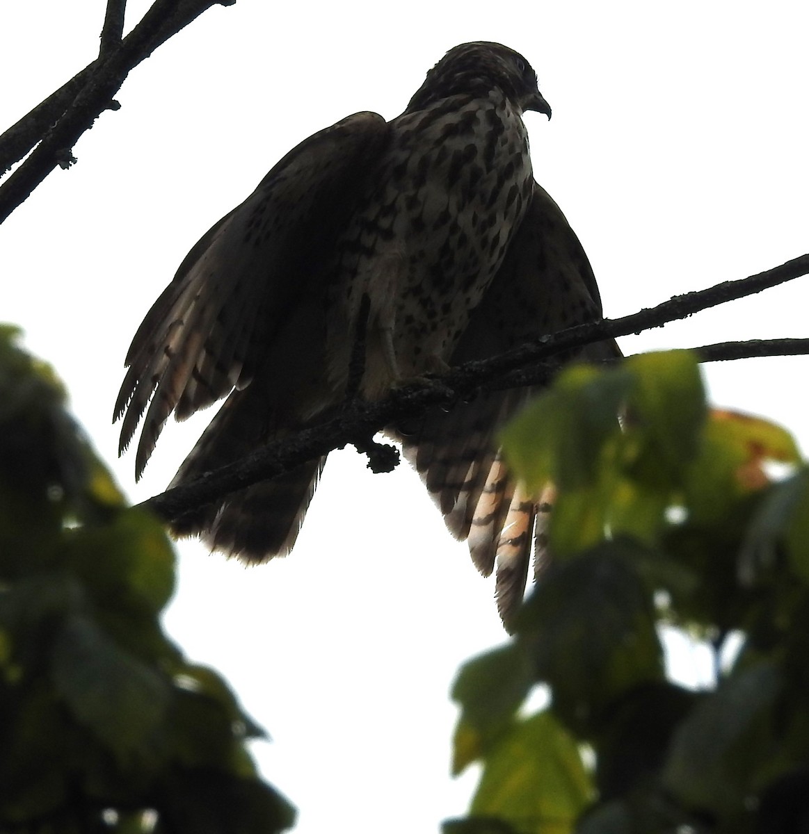 Rotschulterbussard - ML622181638