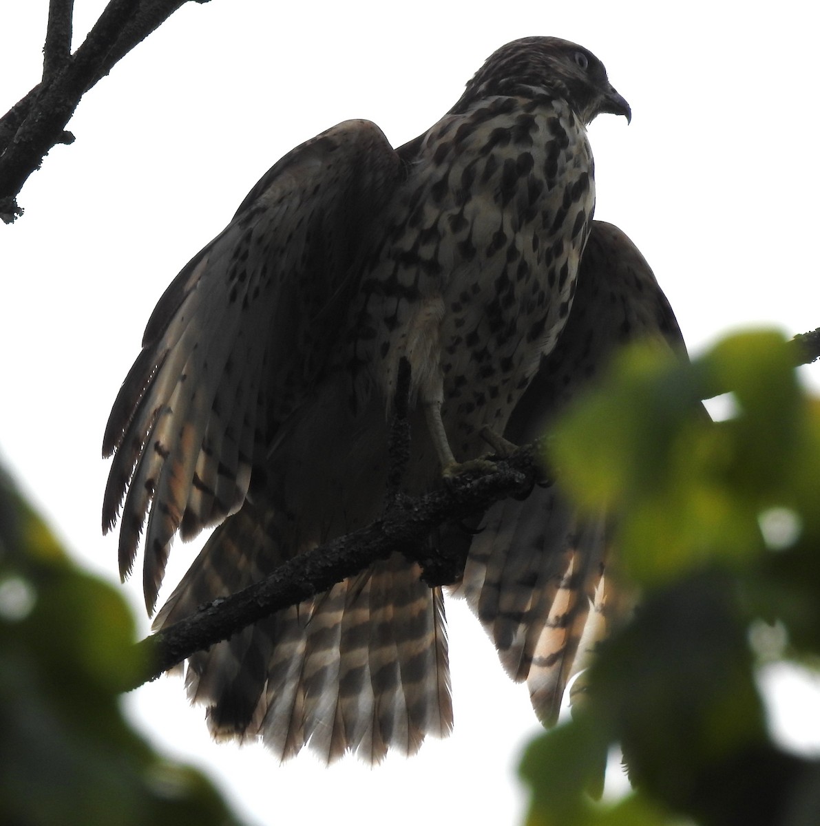 Rotschulterbussard - ML622181640
