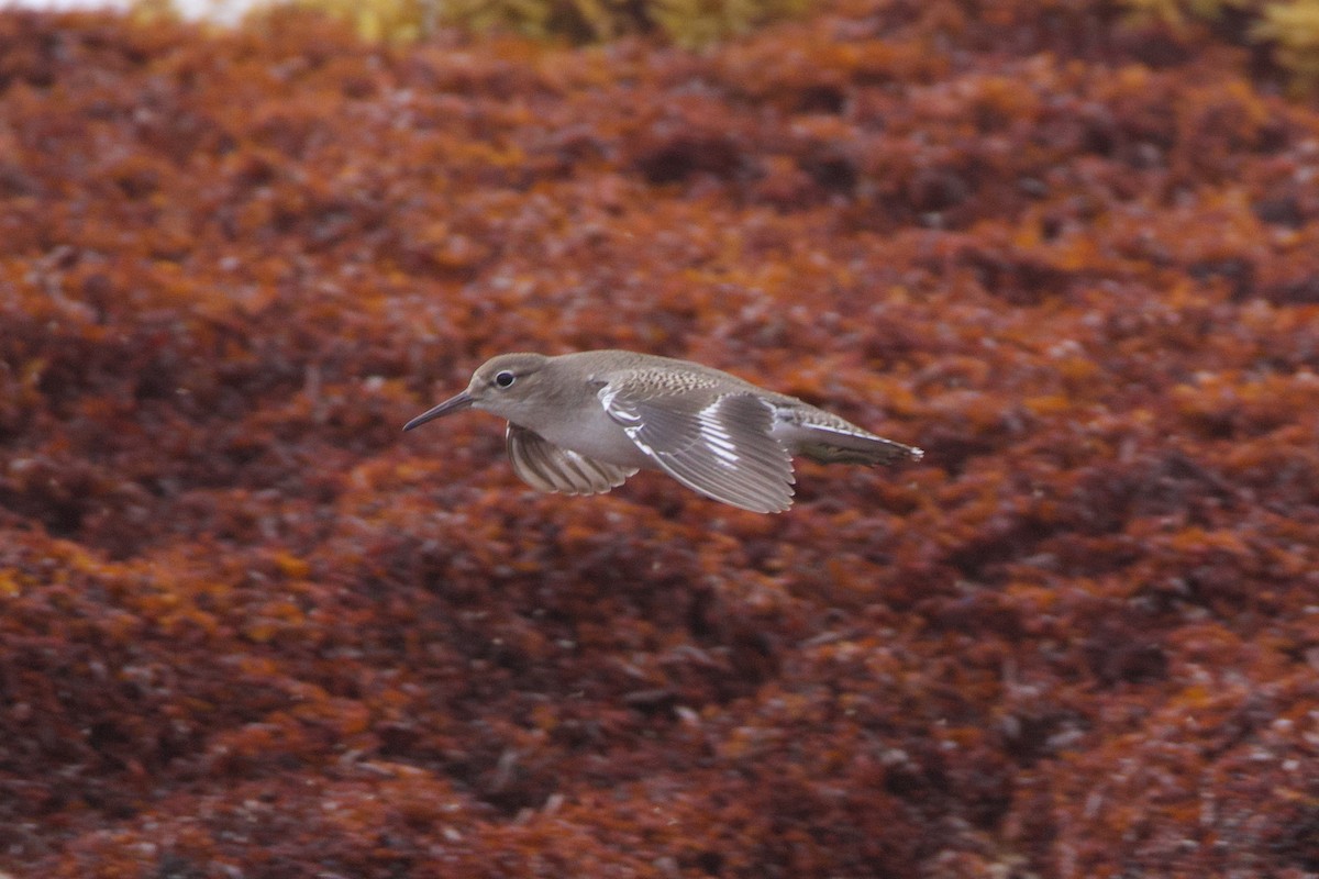 Spotted Sandpiper - Michael St John