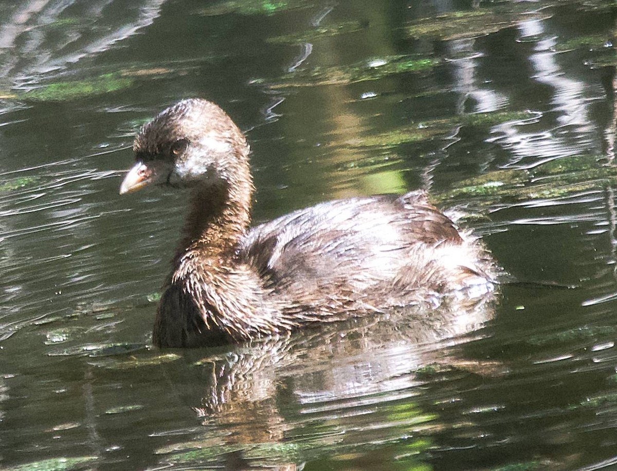 Pied-billed Grebe - ML622181650