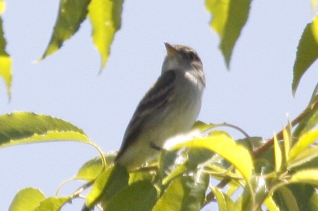 Alder Flycatcher - ML622181697