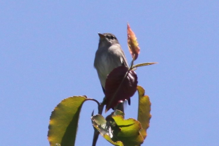 Alder Flycatcher - ML622181698