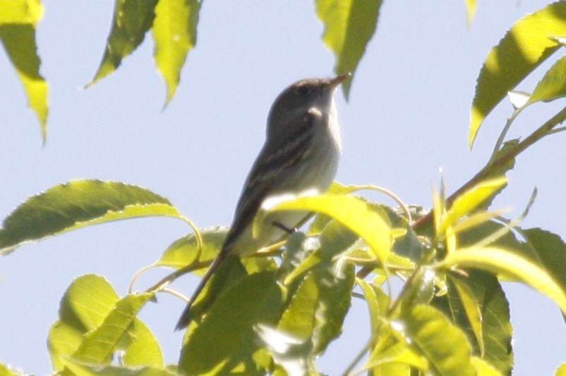 Alder Flycatcher - ML622181699