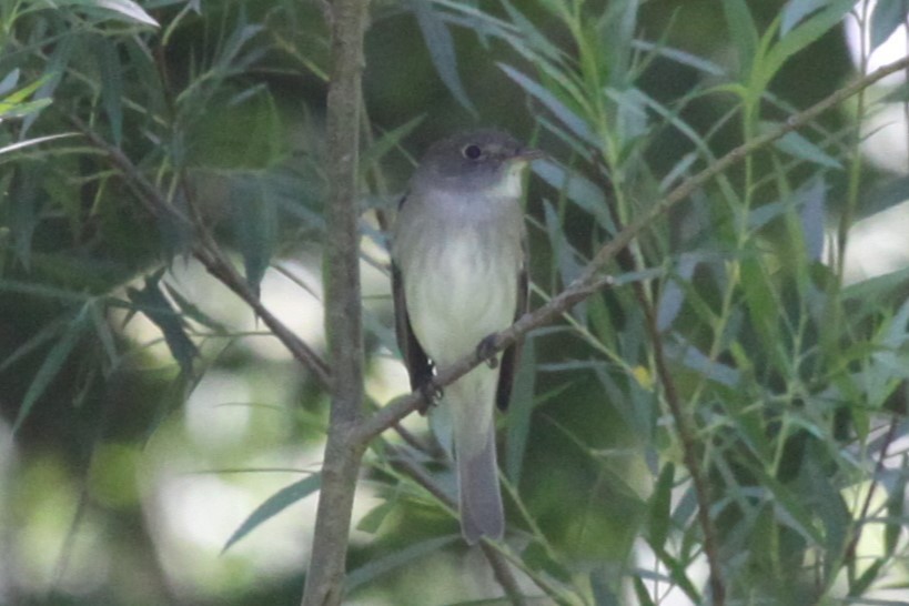 Alder Flycatcher - ML622181700