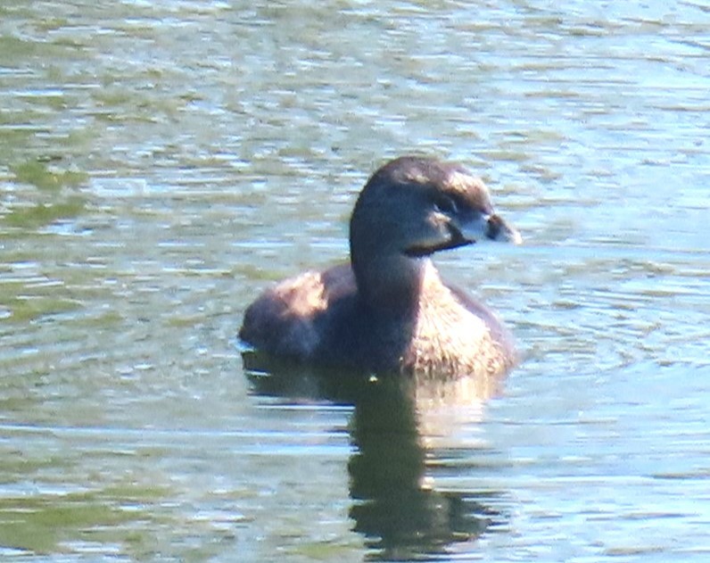 Pied-billed Grebe - ML622181711